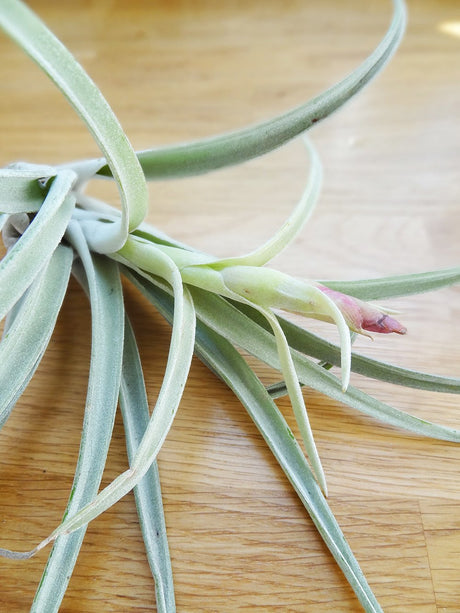 Tillandsia Harissii tropical air plant with flower