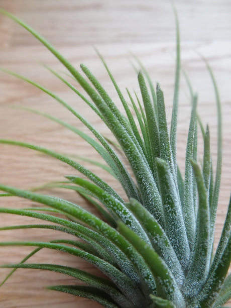 Tillandsia Ioantha Green tropical air plant