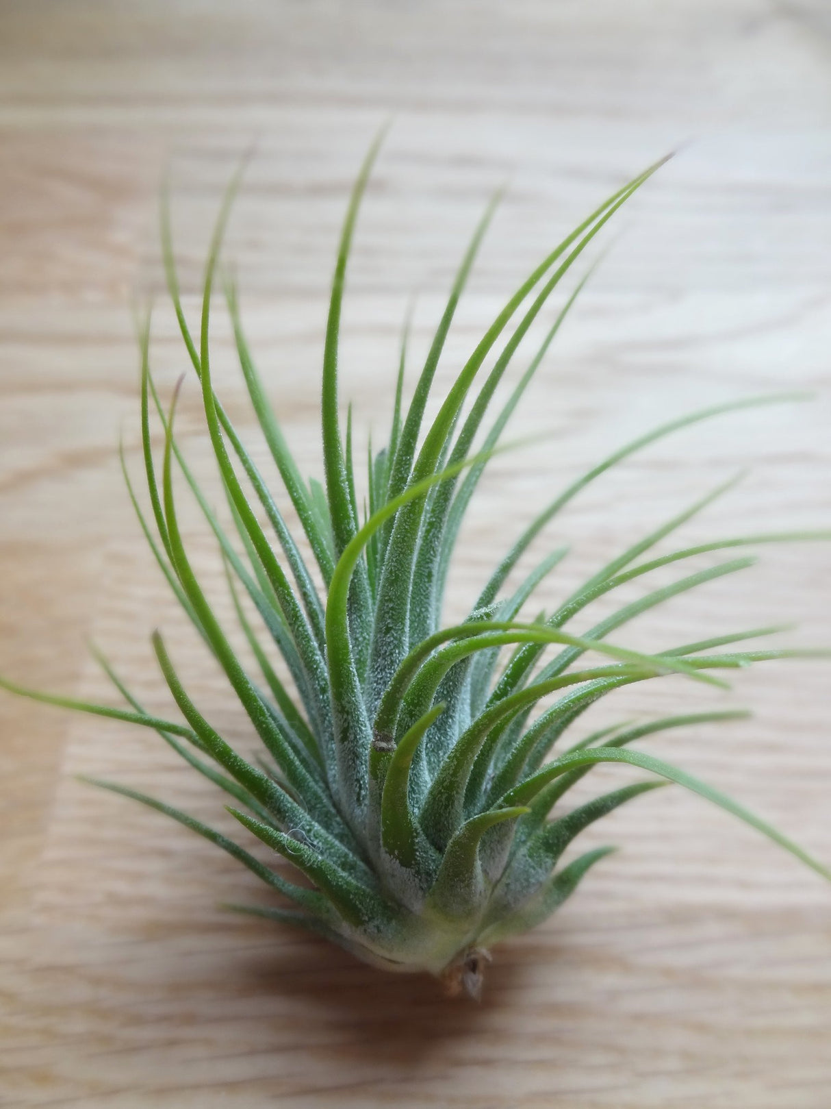 Tillandsia Ioantha Green tropical air plant