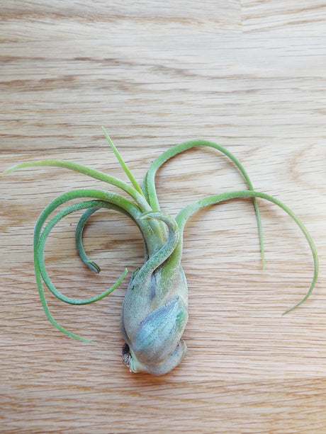 Tillandsia Caput-Medusa tropical air plant