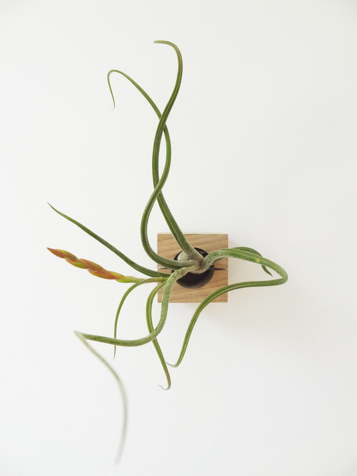 Cube air plant design holder with Tillandsia Caput-Medusa