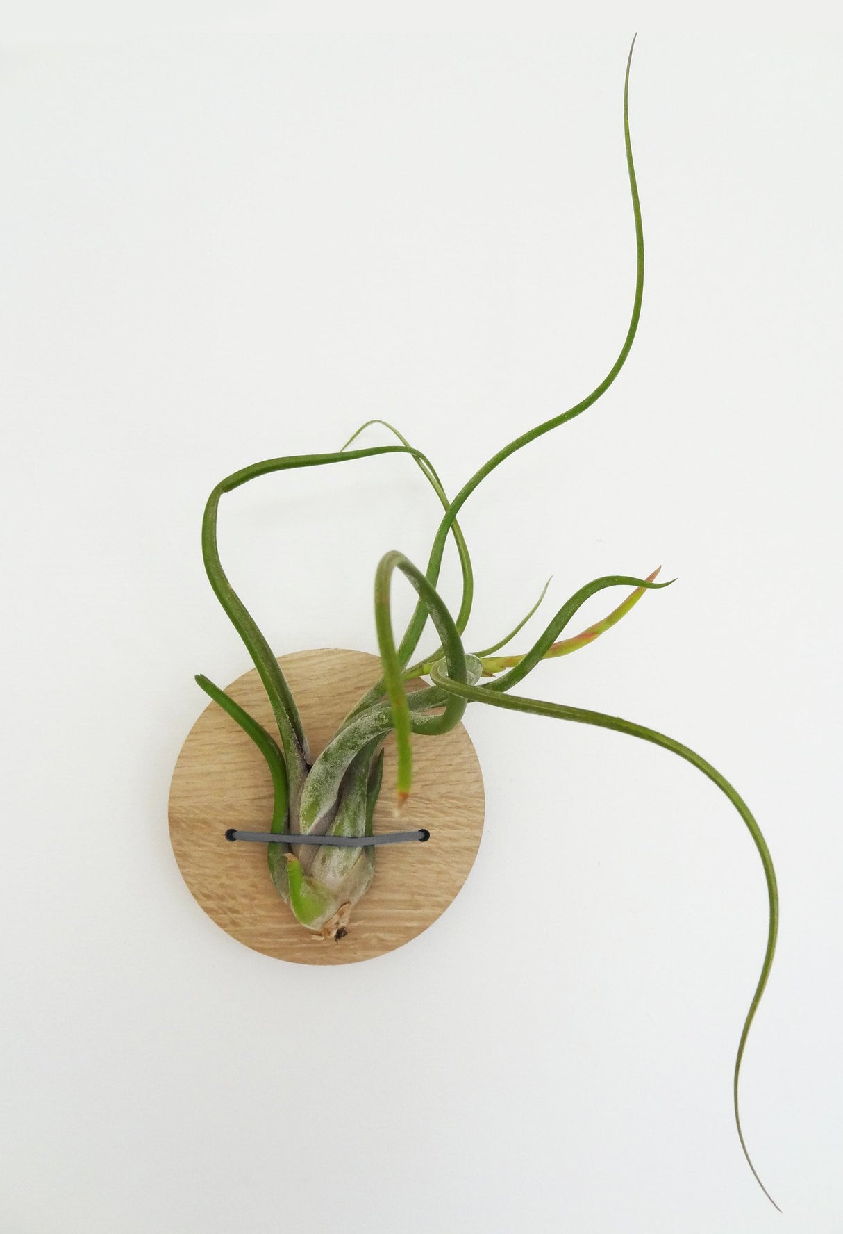 Disc air plant design holder with Tillandsia Caput-Medusa on the wall