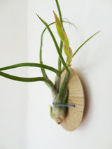 Disc air plant design holder with Tillandsia Caput-Medusa on the wall