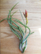 Tillandsia Caput-Medusa tropical air plant with flower